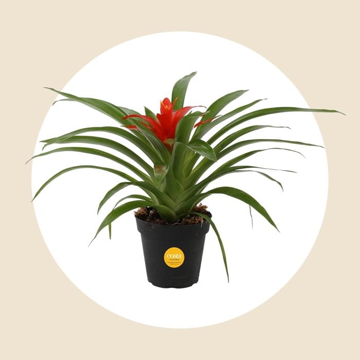 Bromeliad Ecomm Via Amazon.com