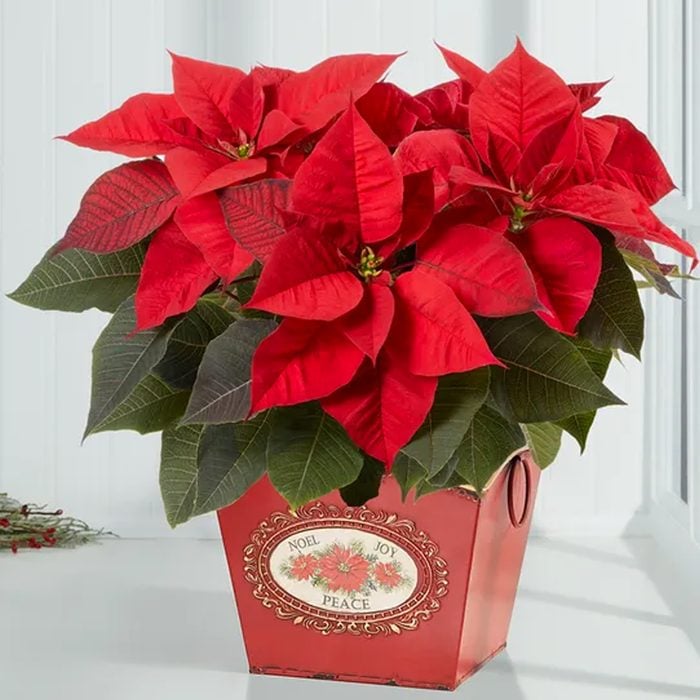 Holiday Traditions Poinsettia Ecomm 1800flowers.com